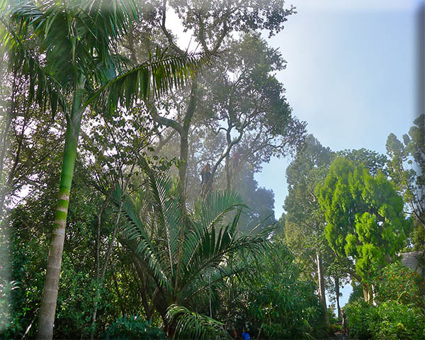 Arapito tree pruning